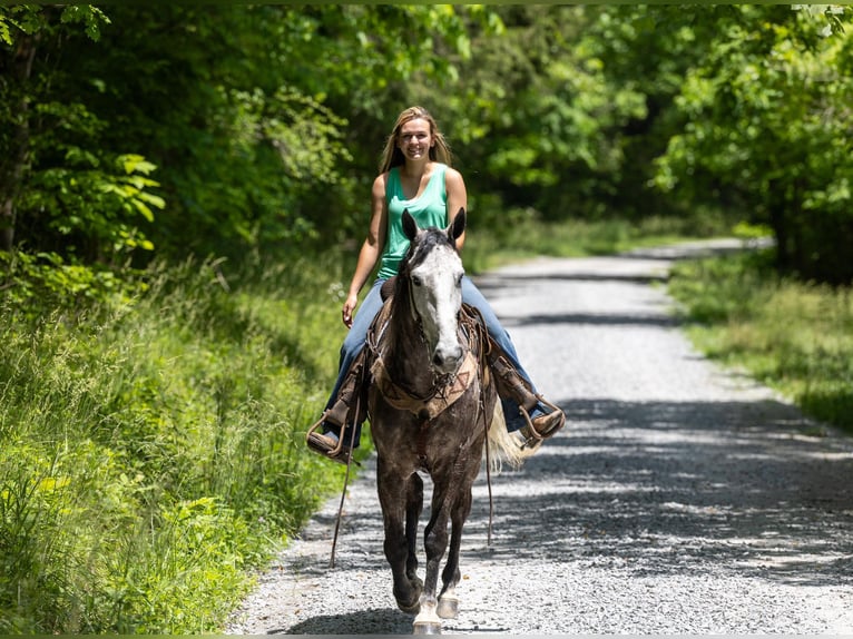 Fox trotter de Missouri Caballo castrado 7 años 160 cm Tordo in Ewing KY