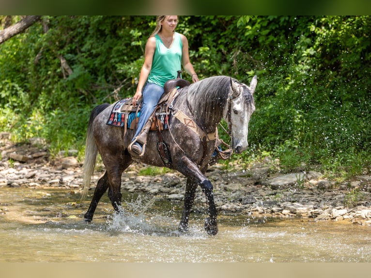 Fox trotter de Missouri Caballo castrado 7 años 160 cm Tordo in Ewing KY