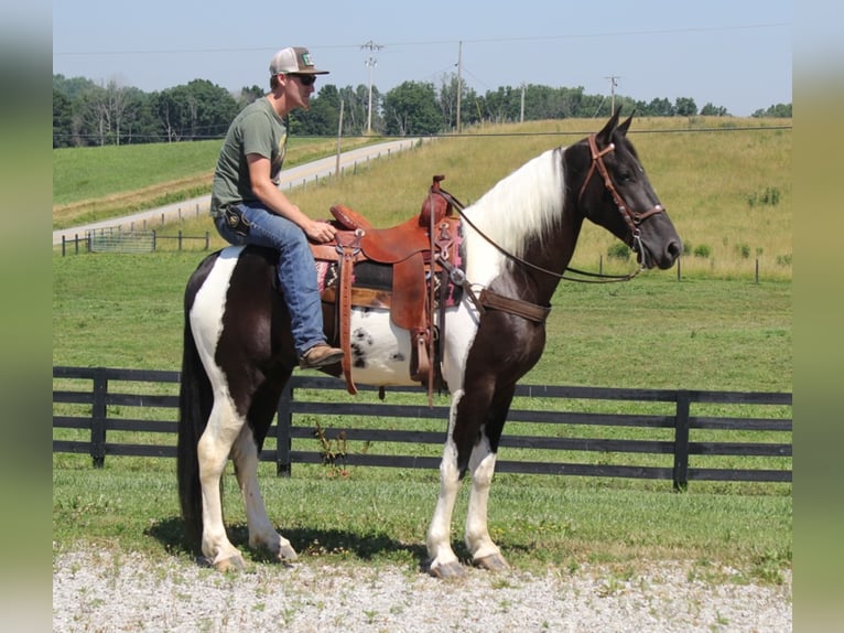 Fox trotter de Missouri Caballo castrado 7 años Tobiano-todas las-capas in Mount Vernon Ky