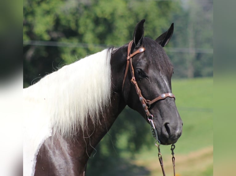 Fox trotter de Missouri Caballo castrado 7 años Tobiano-todas las-capas in Mount Vernon Ky