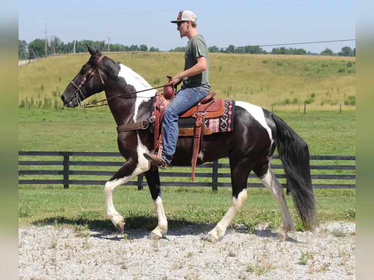 Fox trotter de Missouri Caballo castrado 7 años Tobiano-todas las-capas in Mount Vernon Ky