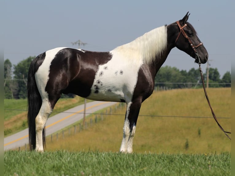 Fox trotter de Missouri Caballo castrado 7 años Tobiano-todas las-capas in Mount Vernon Ky