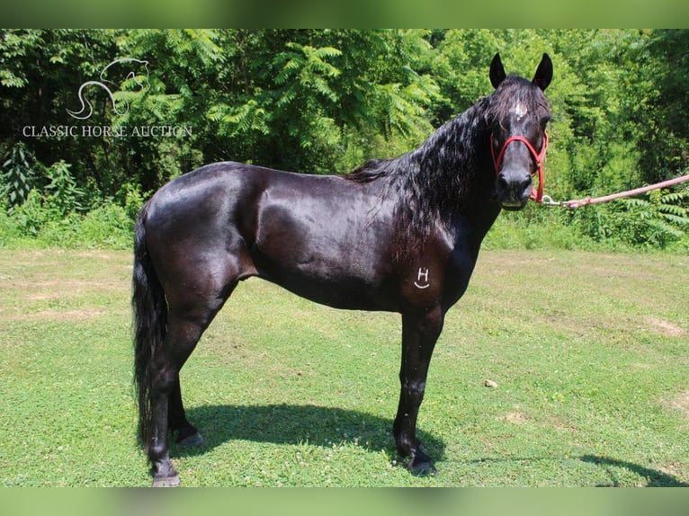 Fox trotter de Missouri Caballo castrado 8 años 132 cm Castaño rojizo in Rockholds, KY