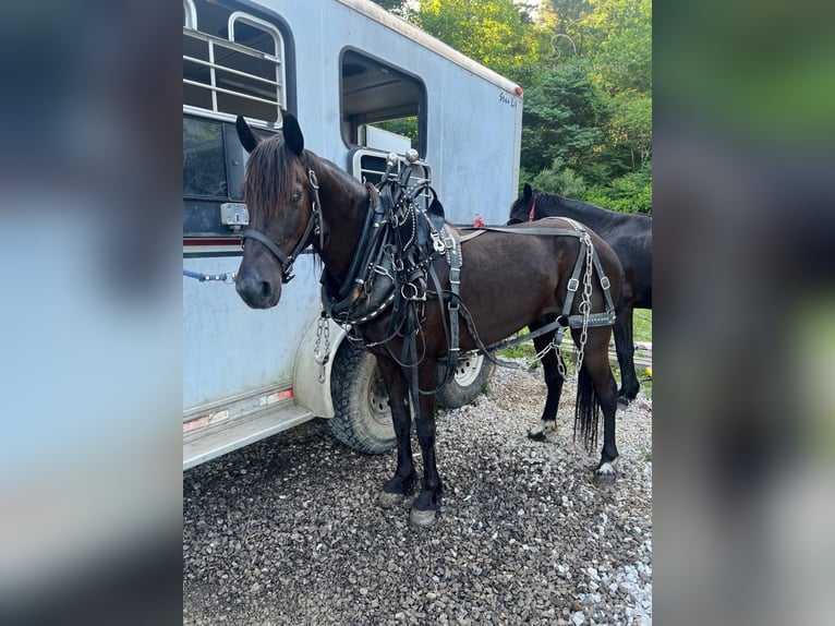 Fox trotter de Missouri Caballo castrado 8 años 132 cm Castaño rojizo in Rockholds, KY