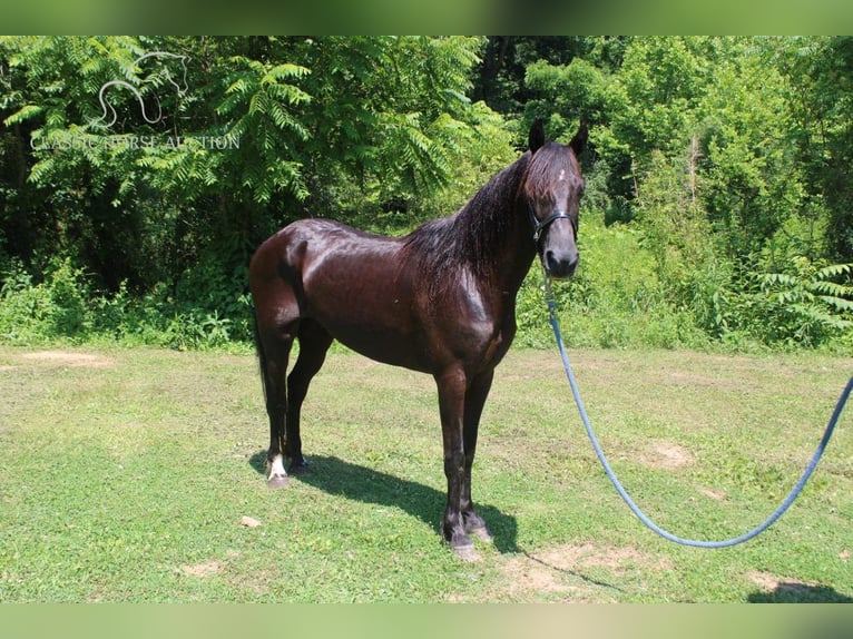 Fox trotter de Missouri Caballo castrado 8 años 132 cm Castaño rojizo in Rockholds, KY