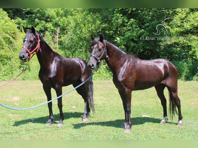 Fox trotter de Missouri Caballo castrado 8 años 132 cm Castaño rojizo in Rockholds, KY