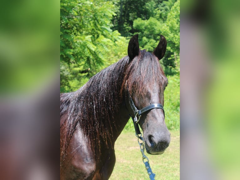 Fox trotter de Missouri Caballo castrado 8 años 132 cm Castaño rojizo in Rockholds, KY