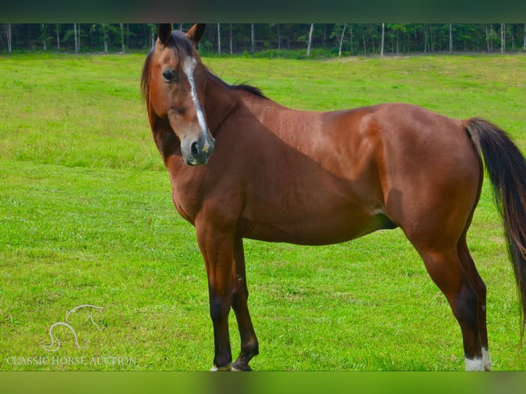 Fox trotter de Missouri Caballo castrado 8 años 142 cm Castaño rojizo in Park Hills, MO