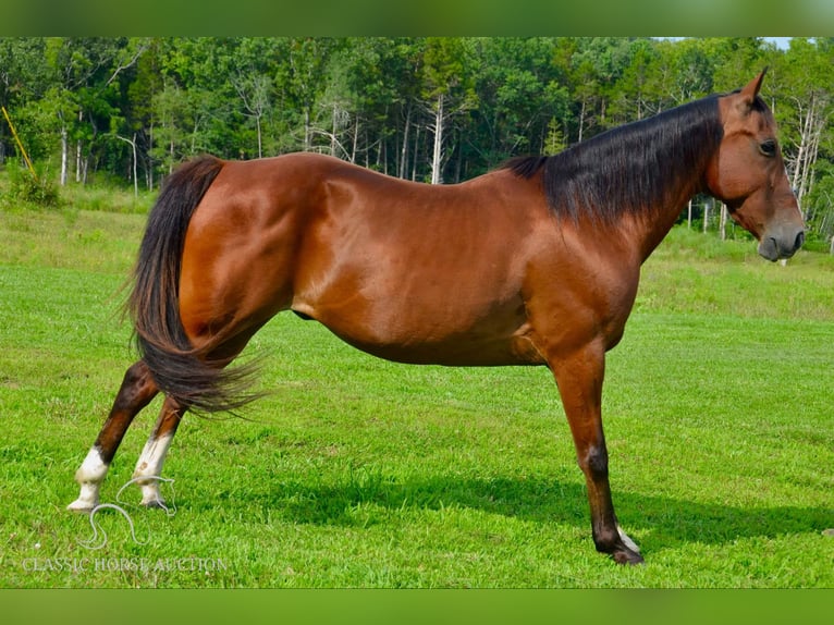 Fox trotter de Missouri Caballo castrado 8 años 142 cm Castaño rojizo in Park Hills, MO