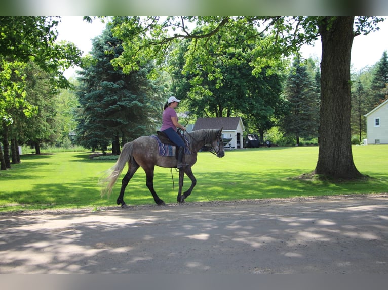 Fox trotter de Missouri Caballo castrado 8 años 147 cm Castaño rojizo in Highland MI