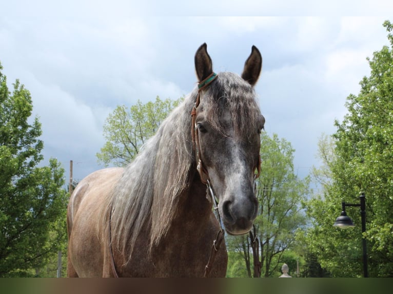 Fox trotter de Missouri Caballo castrado 8 años 147 cm Castaño rojizo in Highland MI