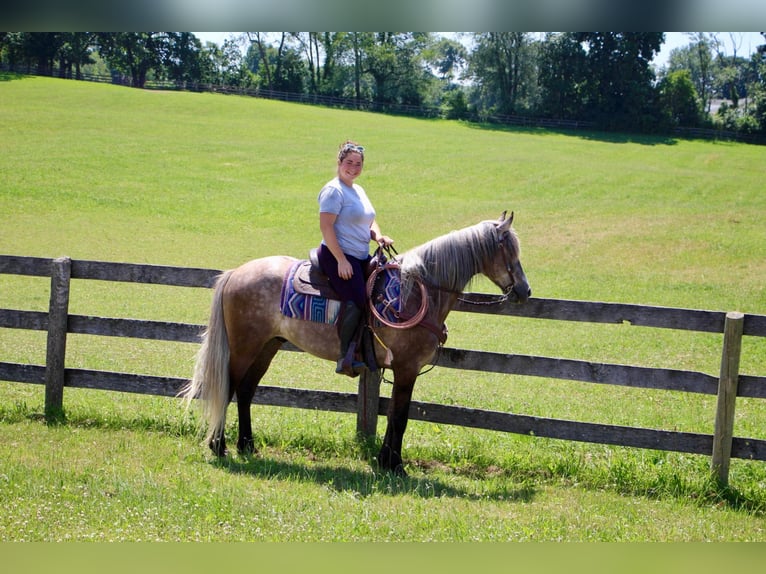 Fox trotter de Missouri Caballo castrado 8 años 147 cm Castaño rojizo in Highland MI