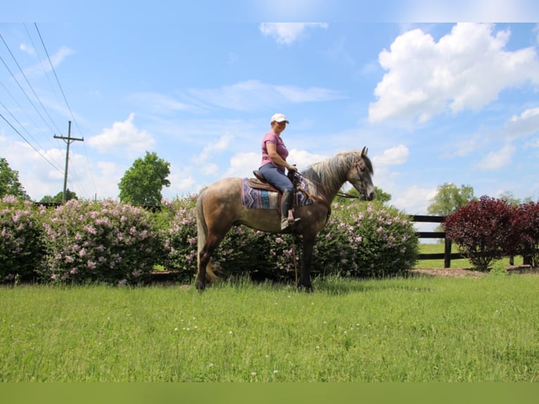 Fox trotter de Missouri Caballo castrado 8 años 147 cm Castaño rojizo in Highland MI