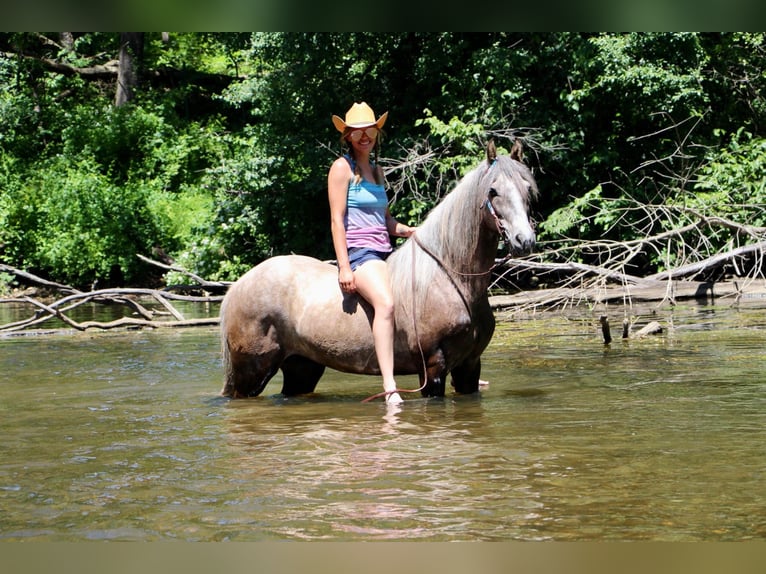 Fox trotter de Missouri Caballo castrado 8 años 147 cm Castaño rojizo in Highland MI