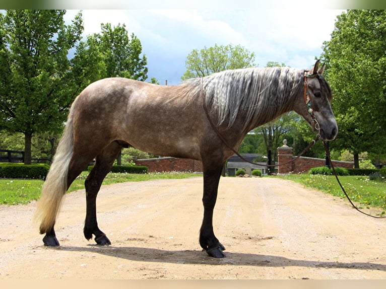 Fox trotter de Missouri Caballo castrado 8 años 147 cm Castaño rojizo in Highland MI