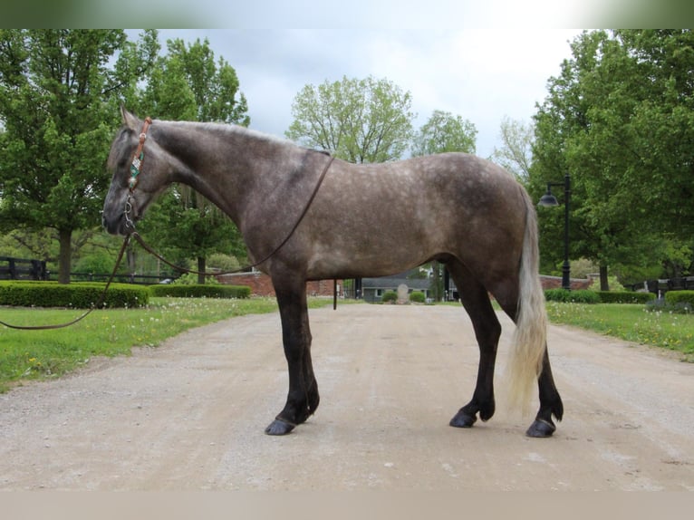 Fox trotter de Missouri Caballo castrado 8 años 147 cm Castaño rojizo in Highland MI