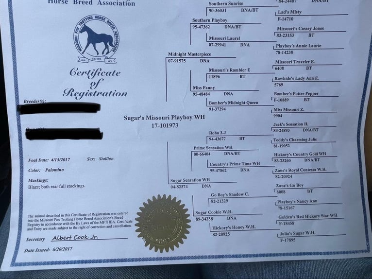 Fox trotter de Missouri Caballo castrado 8 años 152 cm in Houston, MO