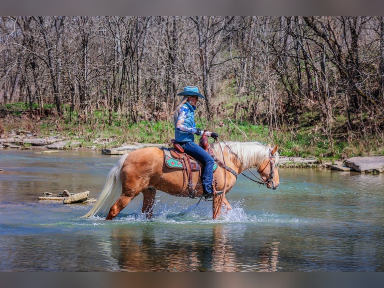 Fox trotter de Missouri Caballo castrado 8 años 152 cm Palomino in Flemingsburg KY