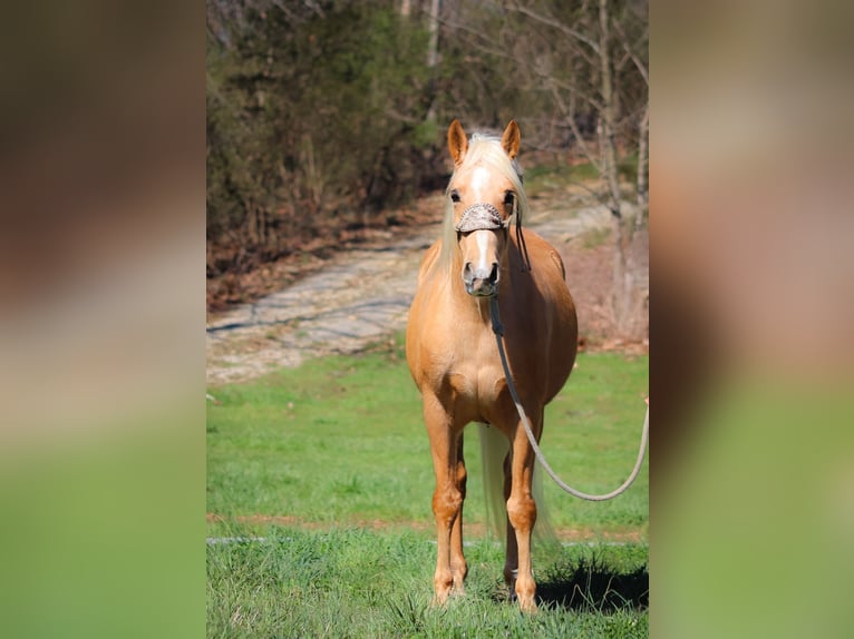 Fox trotter de Missouri Caballo castrado 8 años 152 cm Palomino in Flemingsburg KY