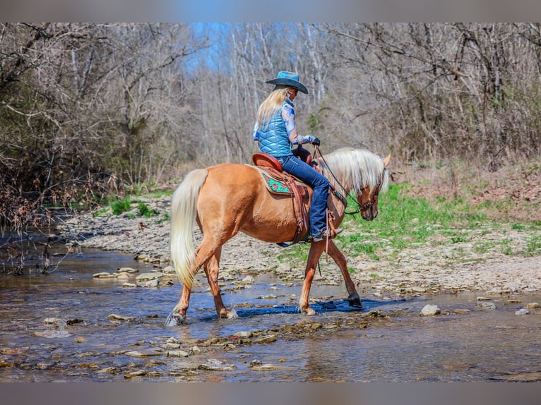 Fox trotter de Missouri Caballo castrado 8 años 152 cm Palomino in Flemingsburg KY