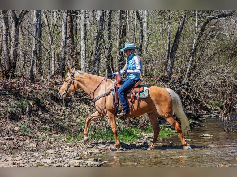 Fox trotter de Missouri Caballo castrado 8 años 152 cm Palomino in Flemingsburg KY