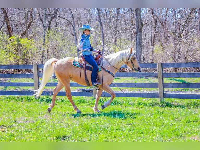 Fox trotter de Missouri Caballo castrado 8 años 152 cm Palomino in Flemingsburg KY