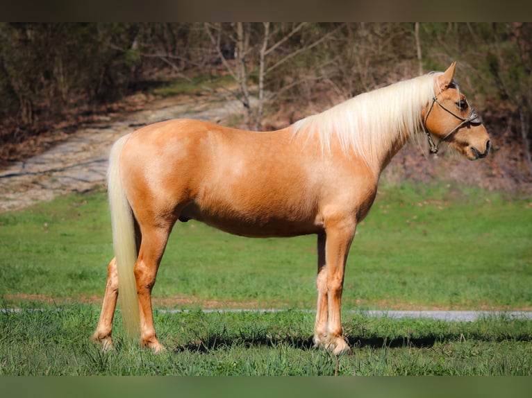 Fox trotter de Missouri Caballo castrado 8 años 152 cm Palomino in Flemingsburg KY