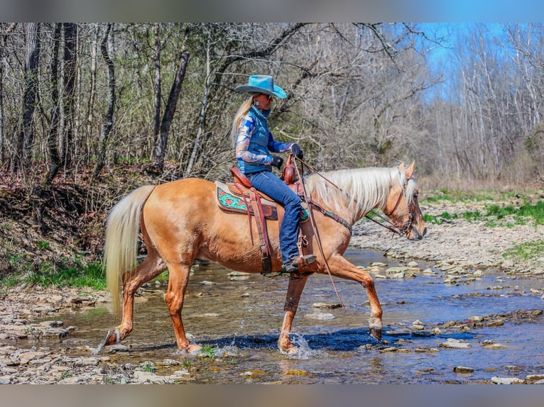 Fox trotter de Missouri Caballo castrado 8 años 152 cm Palomino in Flemingsburg KY