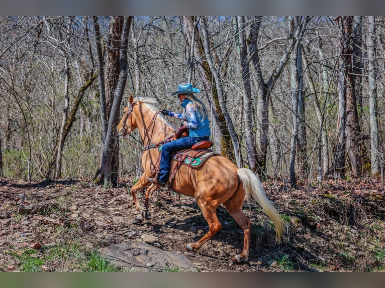 Fox trotter de Missouri Caballo castrado 8 años 152 cm Palomino in Flemingsburg KY