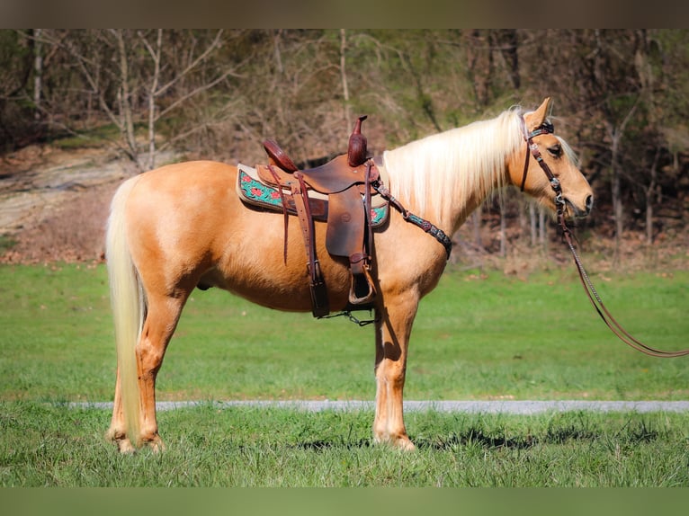 Fox trotter de Missouri Caballo castrado 8 años 152 cm Palomino in Flemingsburg KY