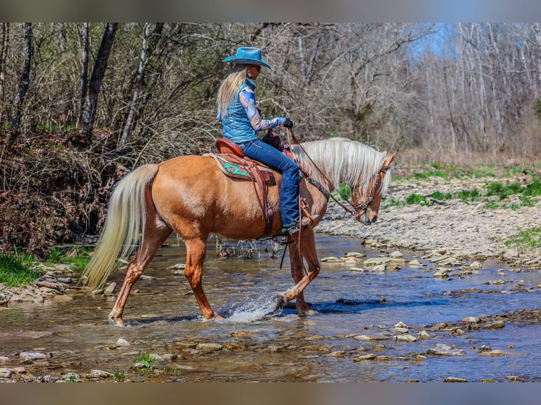 Fox trotter de Missouri Caballo castrado 8 años 152 cm Palomino in Flemingsburg KY