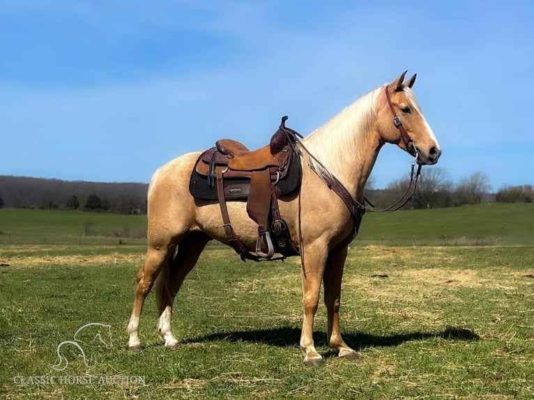 Fox trotter de Missouri Caballo castrado 8 años 152 cm Palomino in Houston, MO