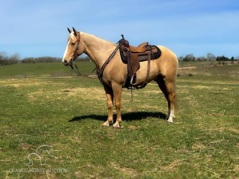 Fox trotter de Missouri Caballo castrado 8 años 152 cm Palomino in Houston, MO