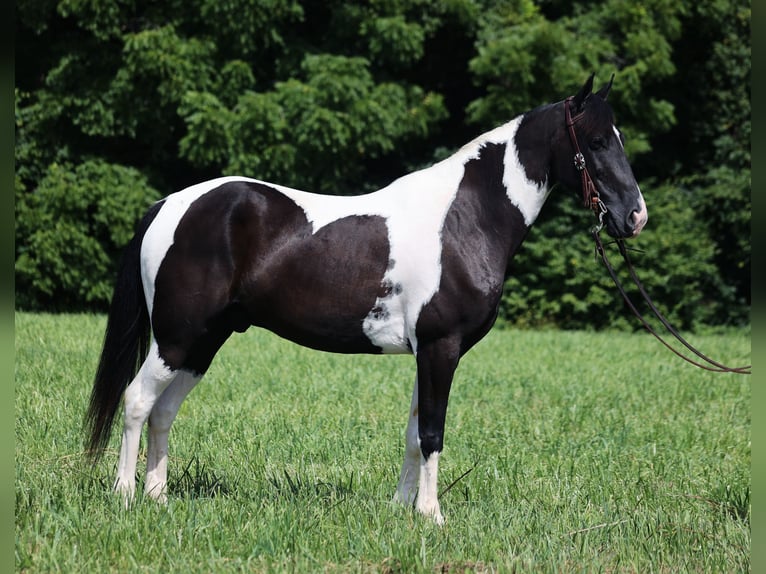 Fox trotter de Missouri Caballo castrado 8 años 152 cm Tobiano-todas las-capas in Whitley City KY