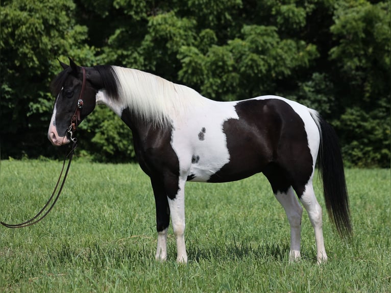 Fox trotter de Missouri Caballo castrado 8 años 152 cm Tobiano-todas las-capas in Whitley City KY