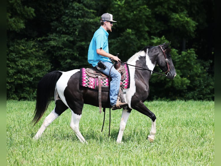 Fox trotter de Missouri Caballo castrado 8 años 152 cm Tobiano-todas las-capas in Whitley City KY