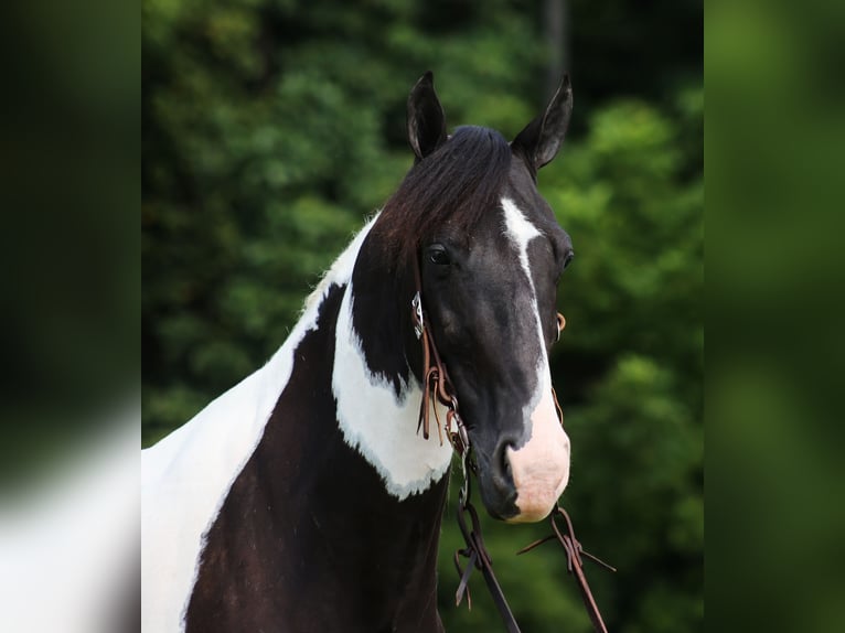 Fox trotter de Missouri Caballo castrado 8 años 152 cm Tobiano-todas las-capas in Whitley City KY