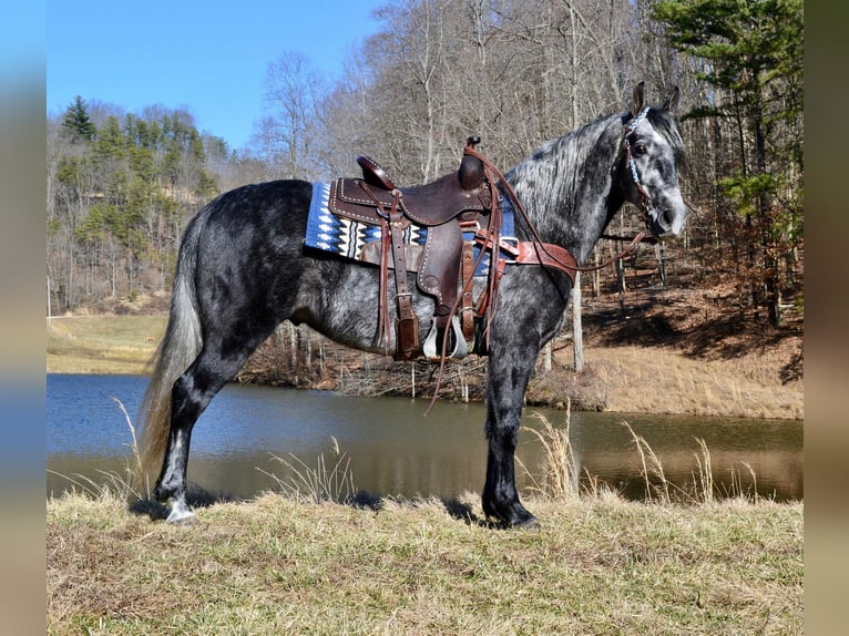 Fox trotter de Missouri Caballo castrado 8 años 152 cm Tordo rodado in Salyersville KY