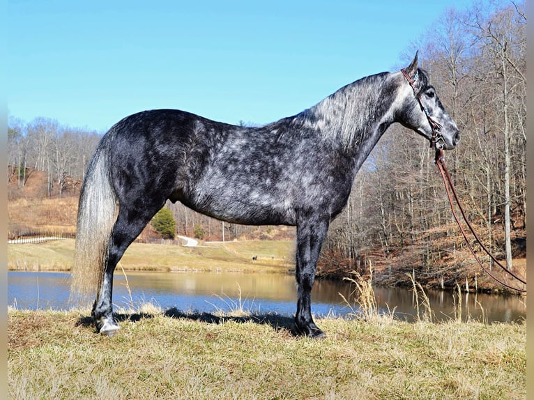 Fox trotter de Missouri Caballo castrado 8 años 152 cm Tordo rodado in Salyersville KY