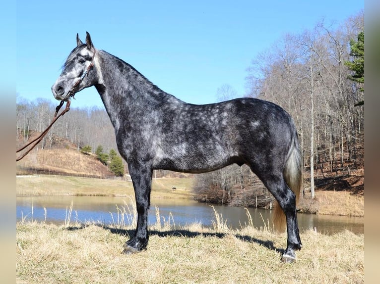 Fox trotter de Missouri Caballo castrado 8 años 152 cm Tordo rodado in Salyersville KY