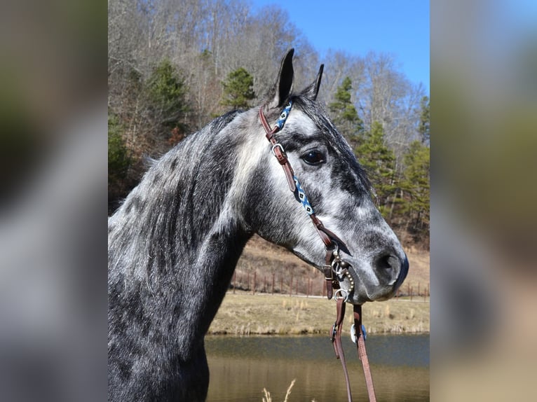 Fox trotter de Missouri Caballo castrado 8 años 152 cm Tordo rodado in Salyersville KY