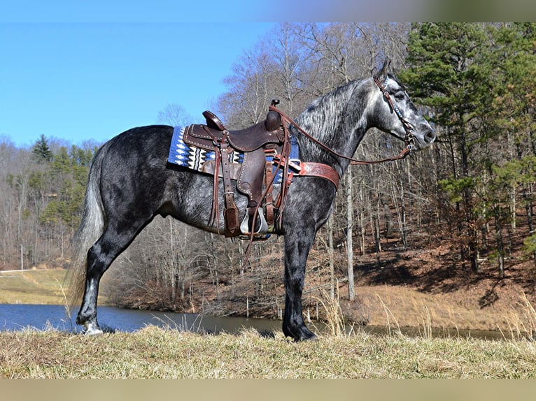 Fox trotter de Missouri Caballo castrado 8 años 152 cm Tordo rodado in Salyersville KY