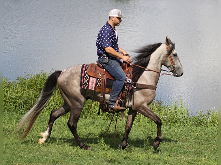 Fox trotter de Missouri Caballo castrado 8 años 152 cm Tordo rodado in Whitley city KY