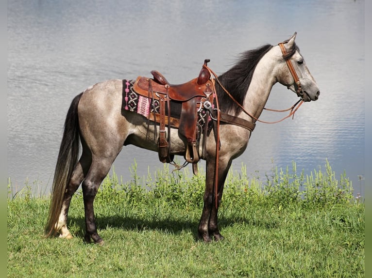 Fox trotter de Missouri Caballo castrado 8 años 152 cm Tordo rodado in Whitley city KY