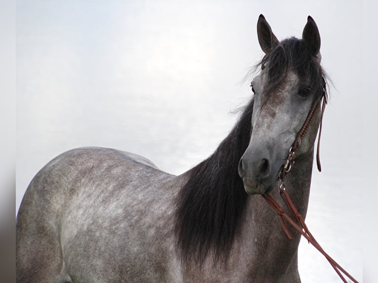 Fox trotter de Missouri Caballo castrado 8 años 152 cm Tordo rodado in Whitley city KY