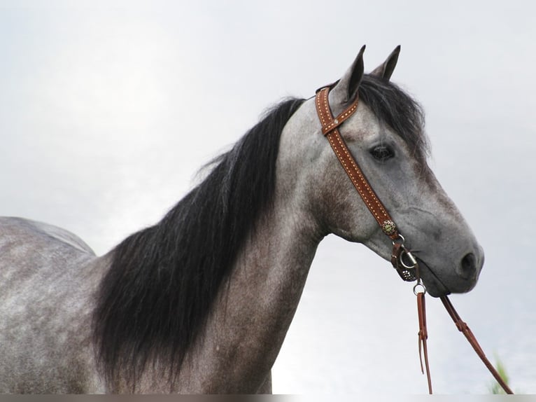 Fox trotter de Missouri Caballo castrado 8 años 152 cm Tordo rodado in Whitley city KY