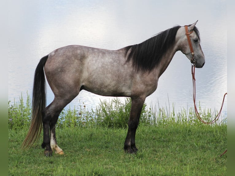 Fox trotter de Missouri Caballo castrado 8 años 152 cm Tordo rodado in Whitley city KY