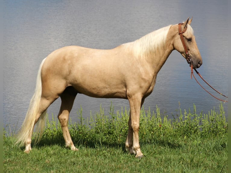 Fox trotter de Missouri Caballo castrado 8 años 155 cm Palomino in Whitley city KY