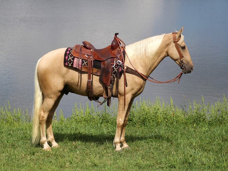 Fox trotter de Missouri Caballo castrado 8 años 155 cm Palomino in Whitley city KY