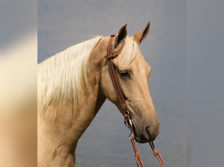 Fox trotter de Missouri Caballo castrado 8 años 155 cm Palomino in Whitley city KY